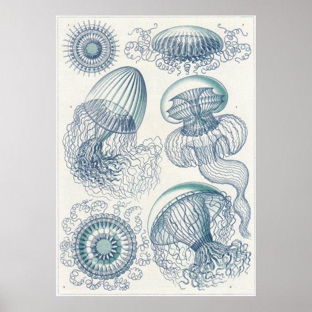 Ernst Haeckel Art Print: Leptomedusae Poster (Vorne)