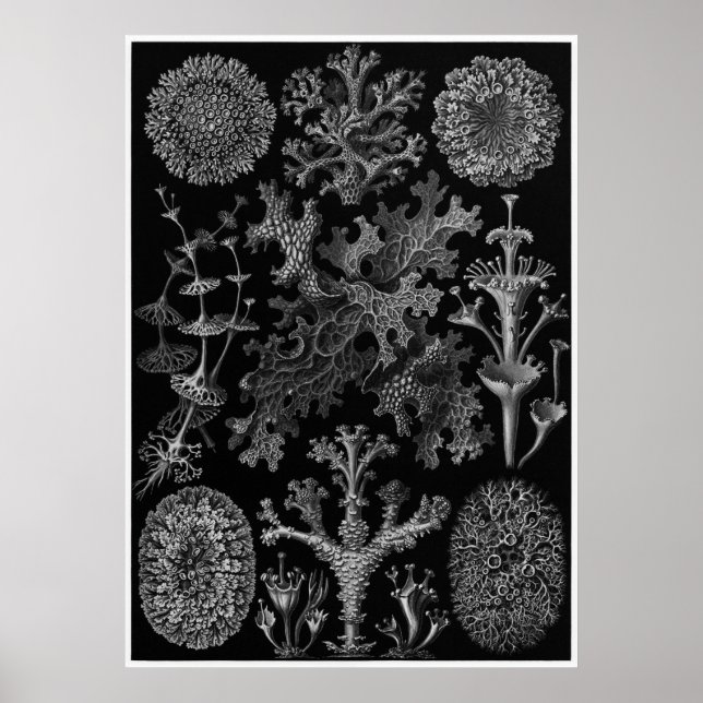 Ernst Haeckel Art Print: Lichenes Poster (Vorne)