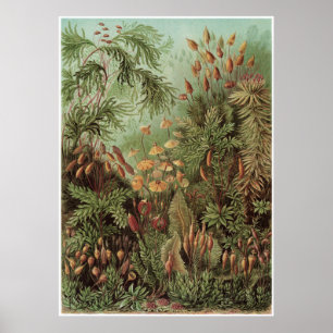 Ernst Haeckel Art Print: Muscinae Poster