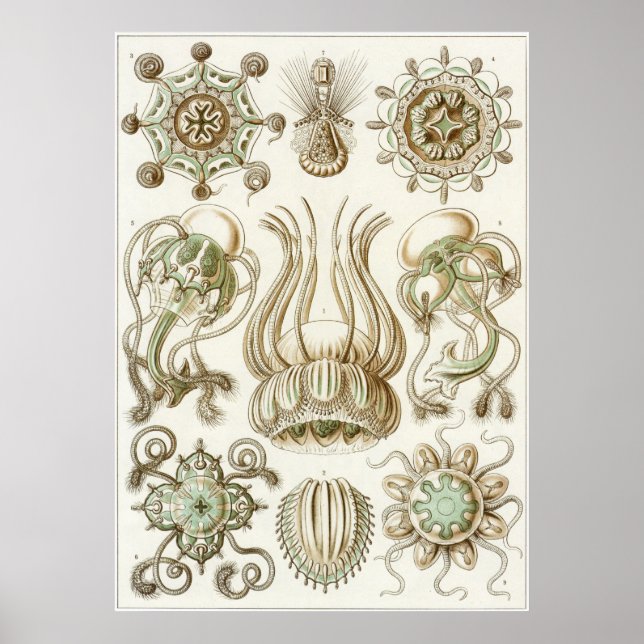 Ernst Haeckel Art Print: Narcomedusae Poster (Vorne)