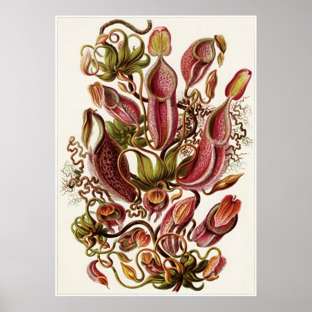 Ernst Haeckel Art Print: Nepenthaceae Poster (Vorne)