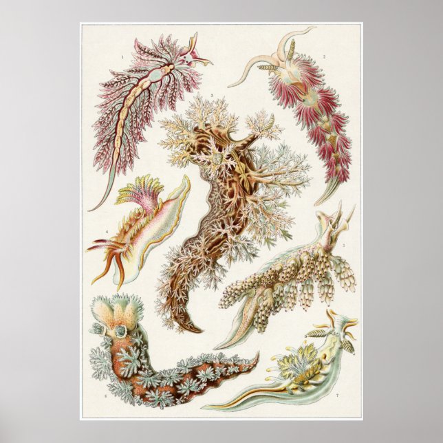 Ernst Haeckel Art Print: Nudibranchia Poster (Vorne)