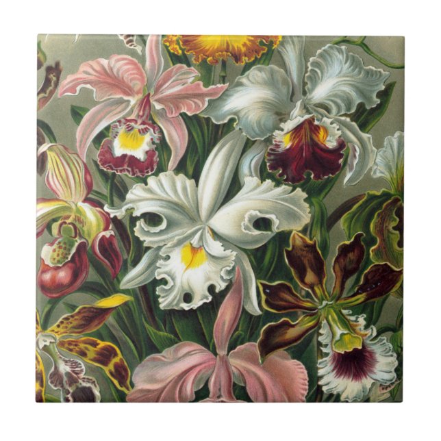 Ernst Haeckel Art Print, Orchidae Oncidiums, Tulpe Fliese (Vorderseite)