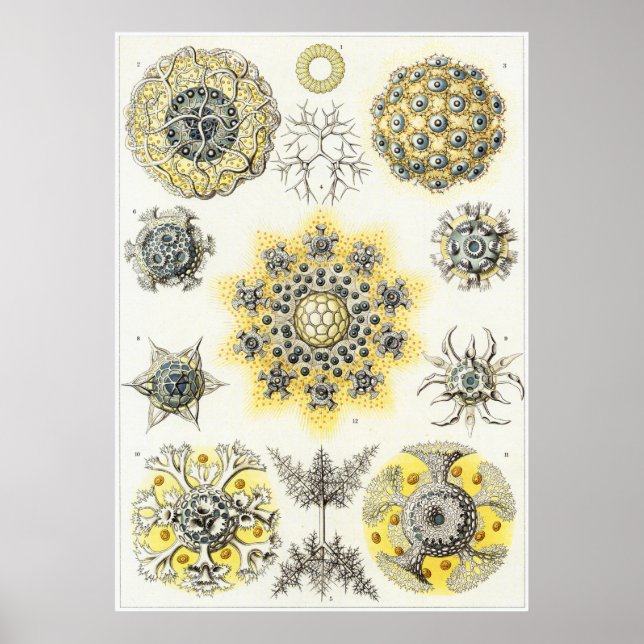 Ernst Haeckel Art Print: Polycyttaria Poster (Vorne)