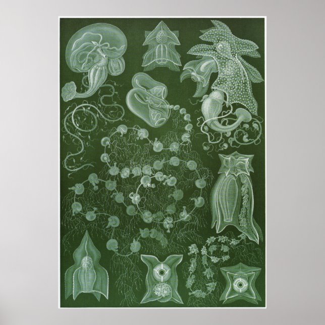 Ernst Haeckel Art Print: Siphonophorae Poster (Vorne)