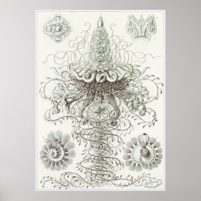 Ernst Haeckel Art Print: Siphonophorae Poster (Vorne)