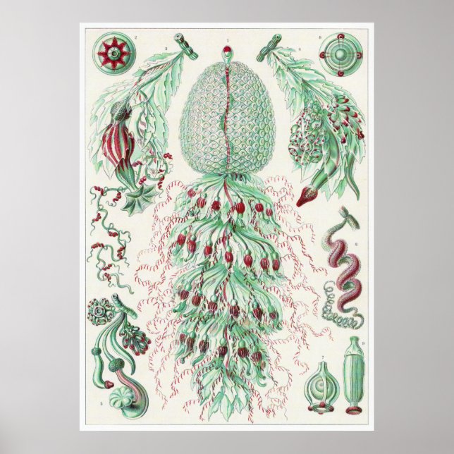 Ernst Haeckel Art Print: Siphonophorae Poster (Vorne)