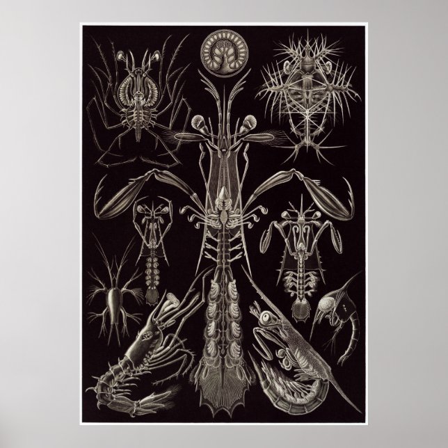 Ernst Haeckel Art Print: Thoracostraca Poster (Vorne)