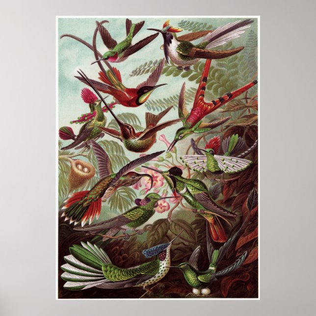 Ernst Haeckel Art Print: Trochilidae Poster (Vorne)
