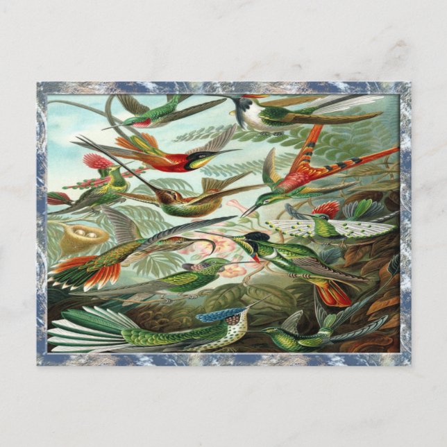 Ernst Haeckel Art Print: Trochilidae Postkarte (Vorderseite)