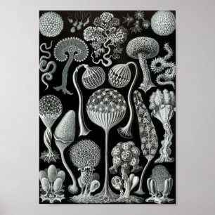 Ernst Haeckel Art Sea Life 11" x 8,5 Poster