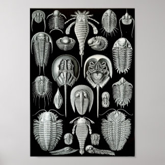 Ernst Haeckel Art Sea Life 11" x 8,5 Poster