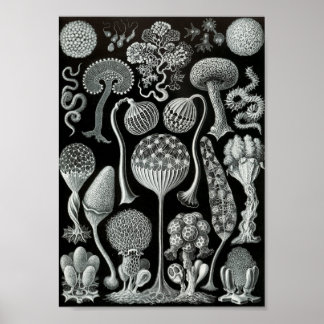Ernst Haeckel Art Sea Life 11" x 8,5 Poster