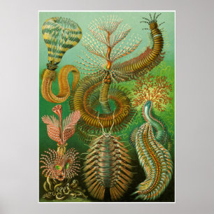 Ernst Haeckel Artforms of Nature Print Poster