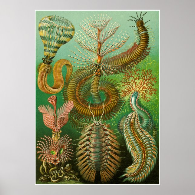 Ernst Haeckel Artforms of Nature Print Poster (Vorne)
