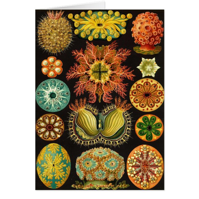 Ernst Haeckel - Ascidiae (Vorne)