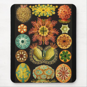 Ernst Haeckel - Ascidiae Mousepad