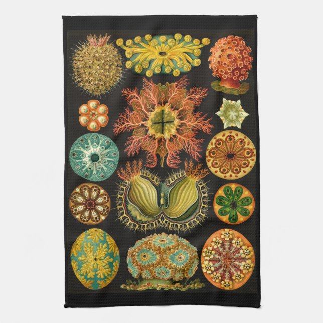 Ernst Haeckel Ascidiae Sea Life Illustration Geschirrtuch (Vertikal)