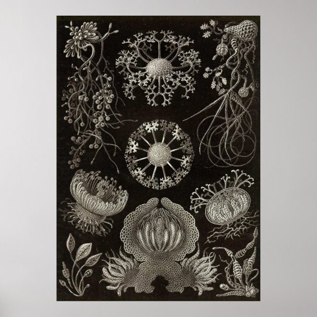 Ernst Haeckel - Ascomycetes Poster (Vorne)
