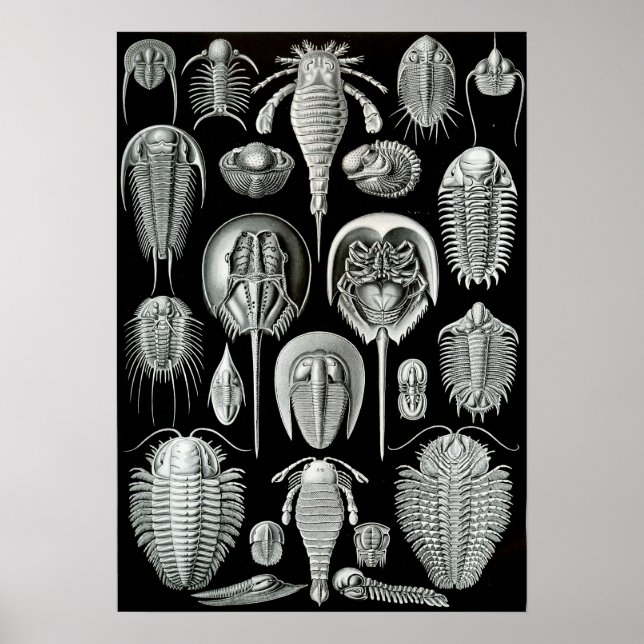 Ernst Haeckel Aspidonia crabs Poster (Vorne)