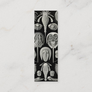 Ernst Haeckel Aspidonia Mini Visitenkarte