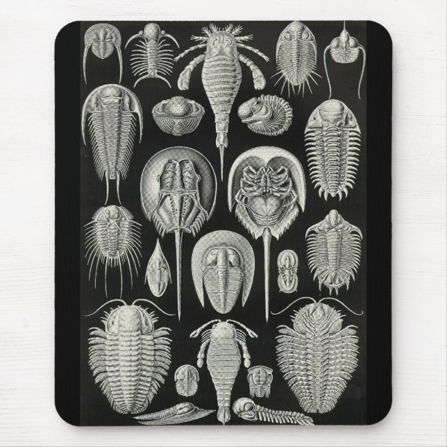 Ernst Haeckel - Aspidonia Mousepad (Vorne)