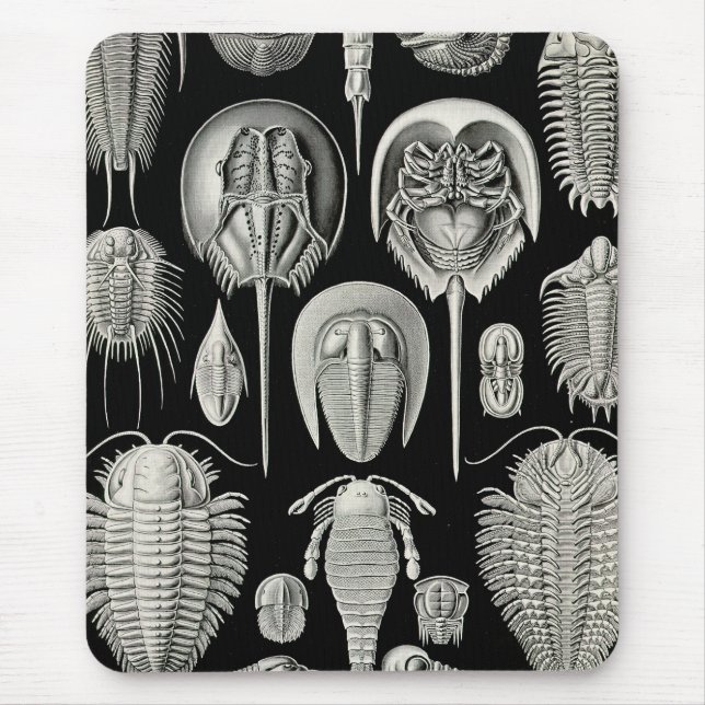 Ernst Haeckel Aspidonia Mousepad (Vorne)