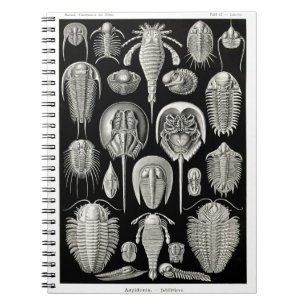 Ernst Haeckel Aspidonia Notizblock