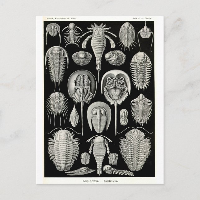 Ernst Haeckel Aspidonia Postkarte (Vorderseite)