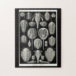 Ernst Haeckel Aspidonia Puzzle