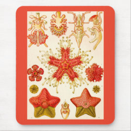 Ernst Haeckel Asteridea Mousepad