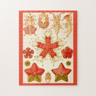 Ernst Haeckel Asteridea Puzzle