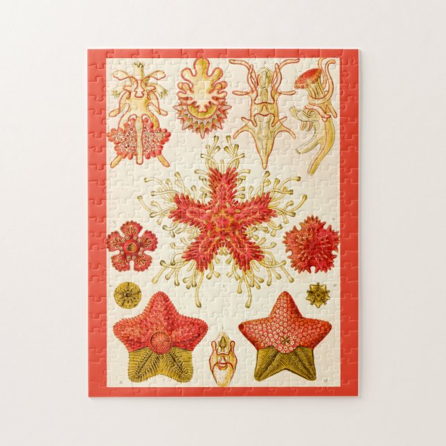 Ernst Haeckel Asteridea Puzzle (Vertikal)