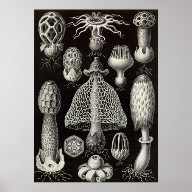 Ernst Haeckel - Basimycetes Mushrooms Poster (Vorne)