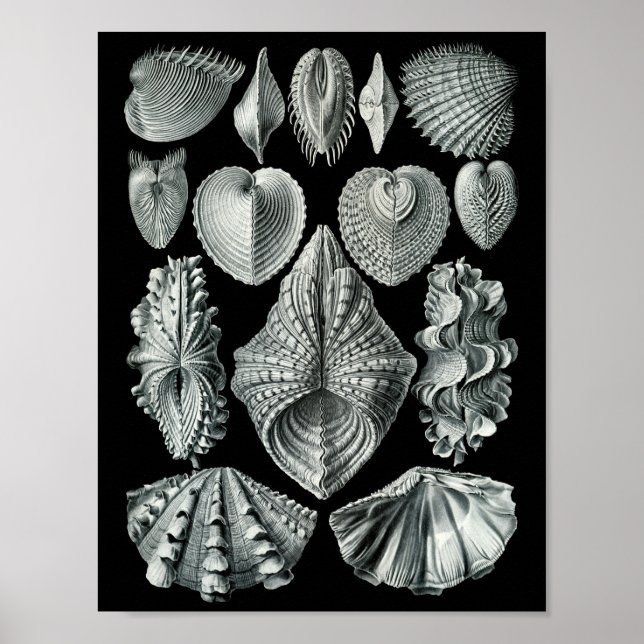 Ernst Haeckel Bivalvia markieren Schwarz & Weiß Poster (Vorne)