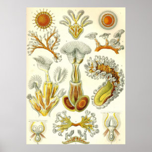 Ernst Haeckel - Bryozoa Poster