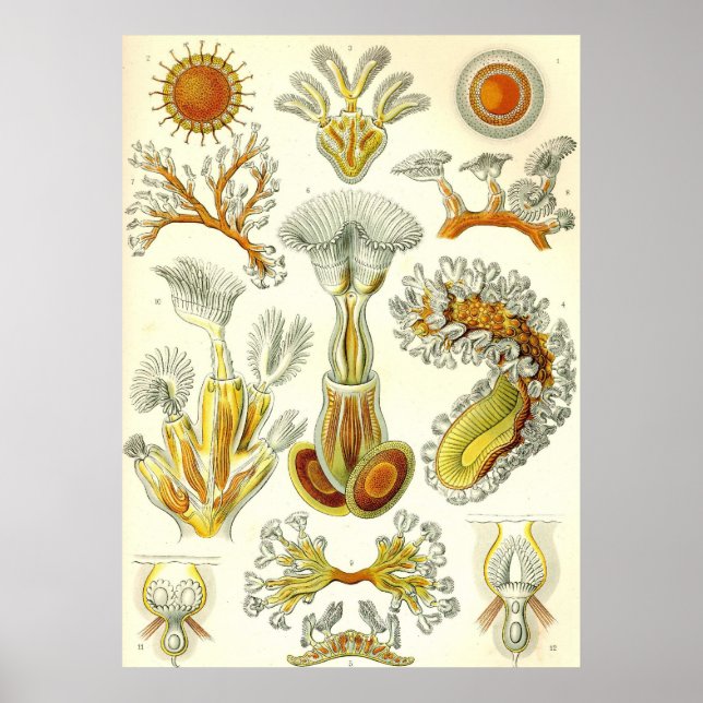 Ernst Haeckel - Bryozoa Poster (Vorne)
