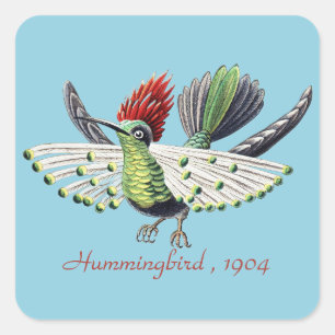 Ernst Haeckel Bunte Kolibris Natur Kunst Quadratischer Aufkleber