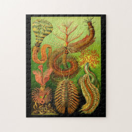 Ernst Haeckel Chaetopoda Puzzle