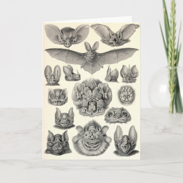 Ernst Haeckel - Chiroptera-Schläger Karte (Vorderseite)