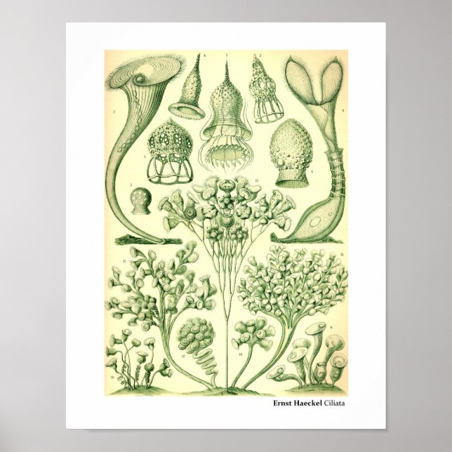 Ernst Haeckel Ciliata Poster (Vorne)