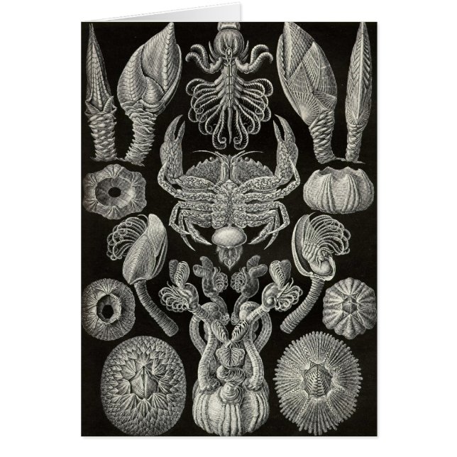 Ernst Haeckel - Cirripedia (Vorne)