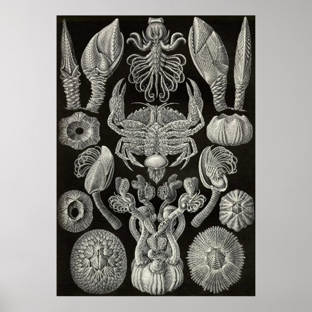 Ernst Haeckel - Cirripedia Poster (Vorne)