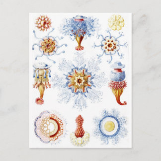 Ernst Haeckel Colorful Siphonophorae 2 Postkarte