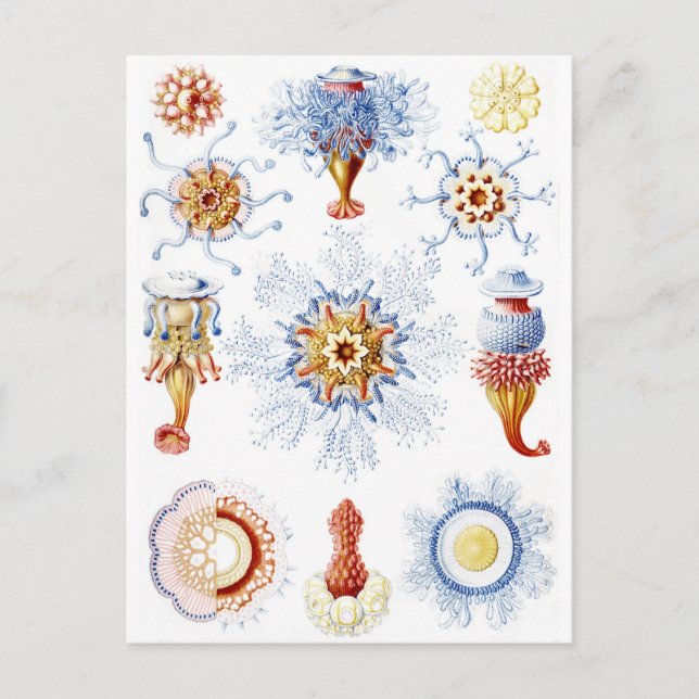 Ernst Haeckel Colorful Siphonophorae 2 Postkarte (Vorderseite)