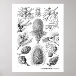 Ernst Haeckel Coniferae Black und White Poster
