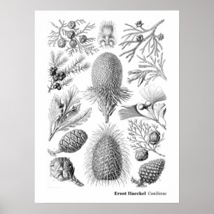 Ernst Haeckel Coniferae Black und White Poster