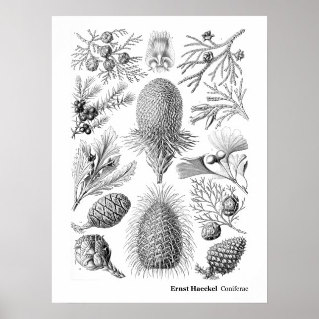 Ernst Haeckel Coniferae Black und White Poster (Vorne)
