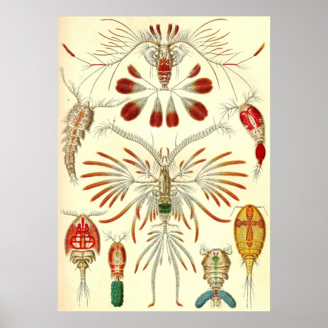 Ernst Haeckel - Copepoda Poster (Vorne)