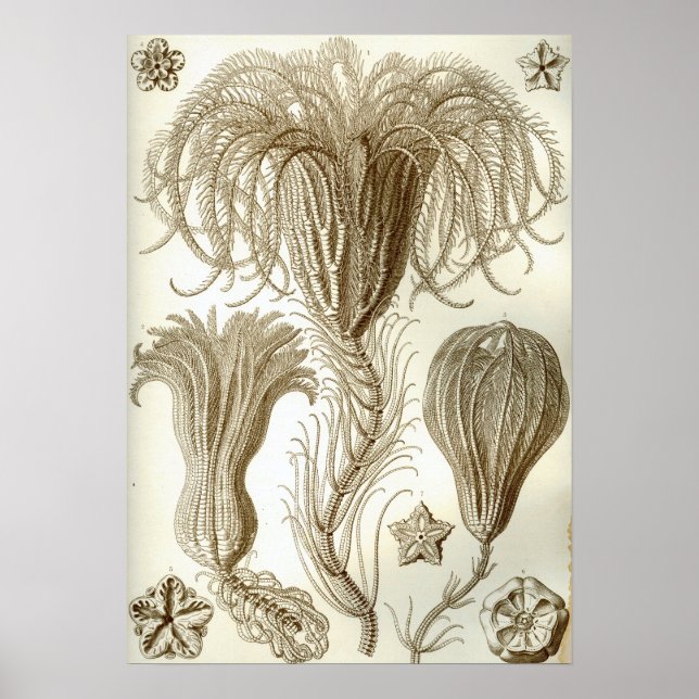 Ernst Haeckel Crinoidea feather stars Poster (Vorne)